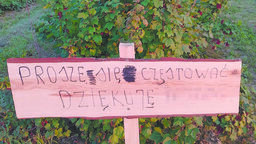 Plantator z Rybczewic najpierw wystawił tabliczkę o darmowych zbiorach. Niestety nikt się nie zgłosił i plantacja została wykarczowana
