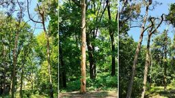 Obumarłe sosny przy ul. Konopnickiej