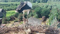 Młody bociek uwięziony w sznurkach. Pomoc przyszła na czas 