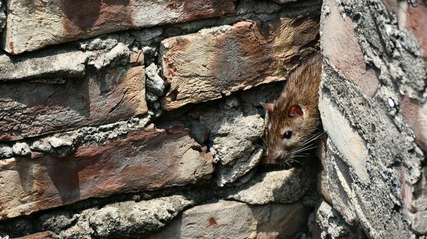 Jedni twierdzą, że szczurów w kamienicy jest dużo, inni zapewniają, że ich nie widzieli