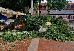 Najprawdopodobniej jeszcze dzisiaj uszkodzony kasztanowiec zostanie wycięty. Był badany wiosną. Rzeczoznawca niczego niepokojącego nie stwierdził.