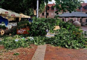 Najprawdopodobniej jeszcze dzisiaj uszkodzony kasztanowiec zostanie wycięty. Był badany wiosną. Rzeczoznawca niczego niepokojącego nie stwierdził.