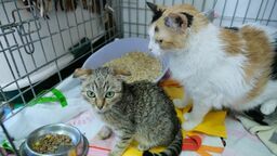 Tajemnicza choroba zabija koty. "Nowa ścieżka transmisji wirusa"