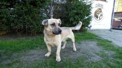 Skazani zajmą się bezdomnymi psami w schronisku 