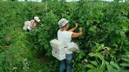 Plantatorzy malin rolowani na „państwowych” skupach?