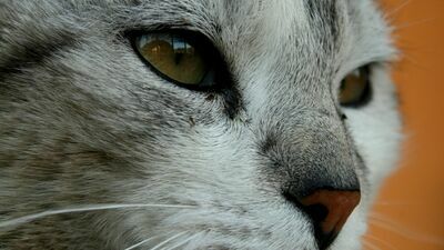 Naukowe badania nad pomorem kotów.  Szukają przyczyn śmiertelnej choroby