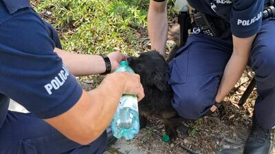 Suczka zaraz po uwolnieniu została napojona