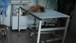 Jedyne co pozostało weterynarzowi, to uśpienie kury