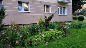 W Zamościu nie brakuje osób, którym estetyka otoczenia leży na sercu. To widać m.in. na spółdzielczych osiedlach, gdzie prawie pod każdym blokiem są aranżowane przez mieszkańców ogródki.