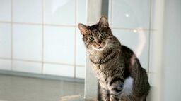 Dzień otwarty w Schronisku Dla Bezdomnych Zwierząt w Lublinie