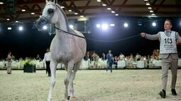 Szejk z Kataru i klienci ze Stanów Zjednoczonych. Dzisiaj aukcja Pride of Poland