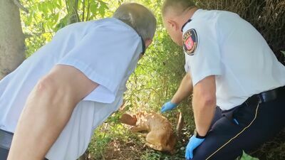 Hrubieszów: Sarence na ratunek ruszył mieszkaniec i mundurowi