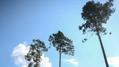 Las po zimowej wycince