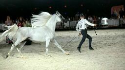 Klacz El Esmera, najdroższa klacz Pride of Poland