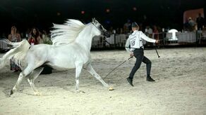 Klacz El Esmera, najdroższa klacz Pride of Poland