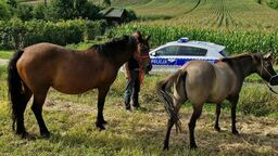 Konie na gigancie. Zwierzęta przestraszyły się kombajnu