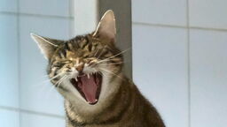 Dzień otwarty Schroniska dla Bezdomnych Zwierząt w Lublinie