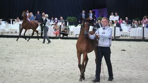 Minister rolnictwa w Janowie Podlaskim: Stadninie potrzebni są fachowcy i stabilność