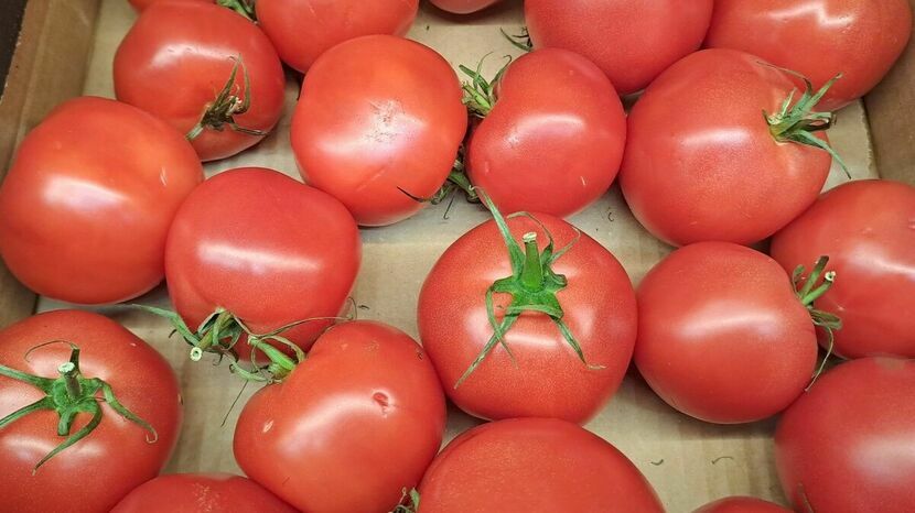 Pomidory owszem, dorodne, ale czy nie lepiej byłoby je kupić, niż płacić mandat? O tym mieszkaniec Zamościa chyba nie pomyślał