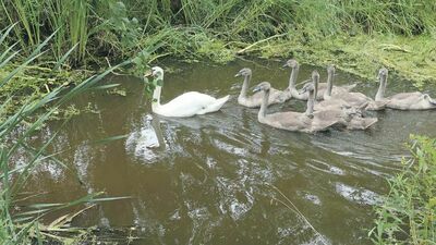 Podglądnie czapli białej z szybem w tle