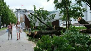 Niewiele brakowało, aby klon zniszczył pomnik Lecha Kaczyńskiego