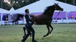 Pride of Poland 2023. Konie w kąpieli szykują się na niedzielną aukcję 