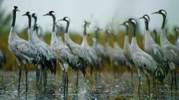 Żurawie odlatują. Poleski Park Narodowy zaprasza na "pożegnanie"