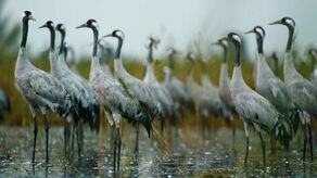 Żurawie odlatują. Poleski Park Narodowy zaprasza na "pożegnanie"