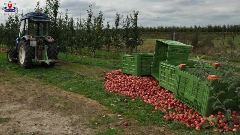 Do nieszczęśliwego wypadku podczas prac przy zbiorze jabłek doszło wczoraj w Pusznie Godowskim