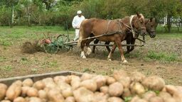 Wykopki kartoflane w Skansenie