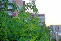 W piątek od godz. 10 chętni będą mogli zerwać za darmo konopie z pola przy. ul Jantarowej