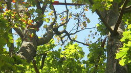 Chirurdzy drzew założyli specjalne wiązania na klonie rosnącym przy ul. Elektrycznej