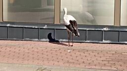 Bocian widywany jest przy stacji Shell w Białej Podlaskiej