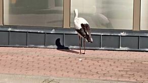 Bocian widywany jest przy stacji Shell w Białej Podlaskiej