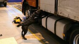 Vigo nie dał się nabrać, dzięki niemu przemyt udaremniono