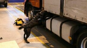 Vigo nie dał się nabrać, dzięki niemu przemyt udaremniono