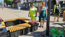 Tak wrzosy wyglądały w piątek
