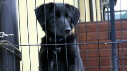 Startuje zbiórka karmy dla zwierząt ze schroniska