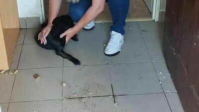 Psina wyła i drapała w drzwi. Zwierzę uratowali wolontariusze i policjanci 