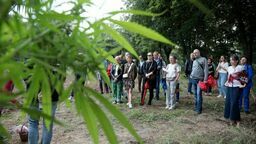 Zdrowo i ekologicznie. Żniwa konopne w lubelskim skansenie 