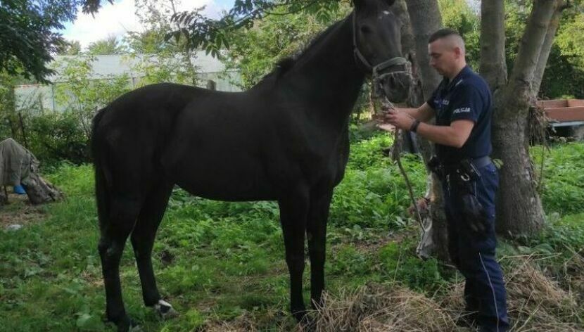 Policjanci dwa dni z rzędu odprowadzali konia tam, gdzie jego miejsce