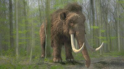 Puławska epoka lodowcowa. Spacer śladami łowców mamutów