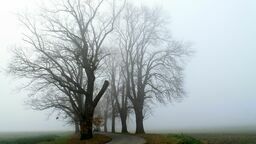 Podczas mglistej pogody warto pamiętać o światłach mijania