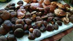 Grzybowy zawrót głowy! 