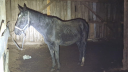 Koń, który był w lepszym stanie został właścicielce odebrany