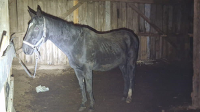 Koń, który był w lepszym stanie został właścicielce odebrany