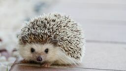 Miasto ogłasza konkurs i zachęca mieszkańców do troski o jeże