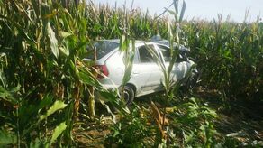 Auto w kukurydzy. To jednak nie sesja zdjęciowa