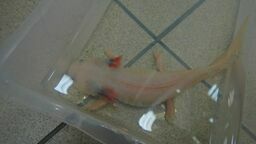 Kozaki z pytona, tabletki z konika, a w pudełku... aksolotl. Za to grozi odsiadka