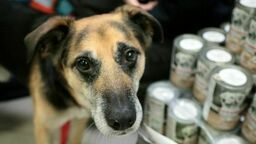 Nie jestem rasowy, ale kocham równie mocno – Dzień Kundelka w Lublinie